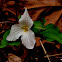 Large - flowered Trillium