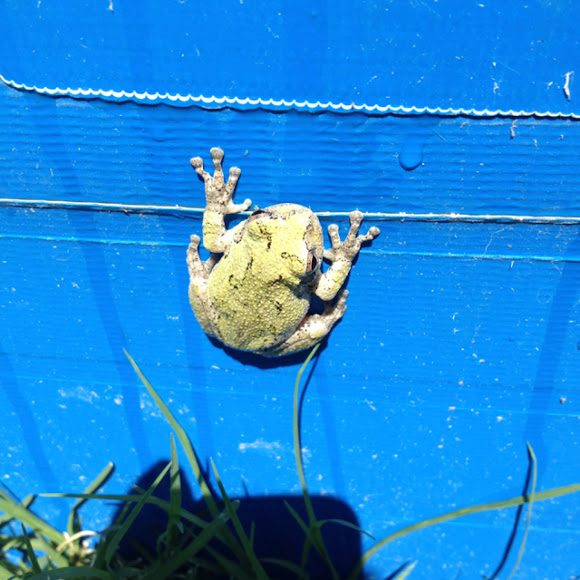 Spotting Image 1