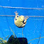 Gray Tree Frog