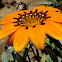 gazania