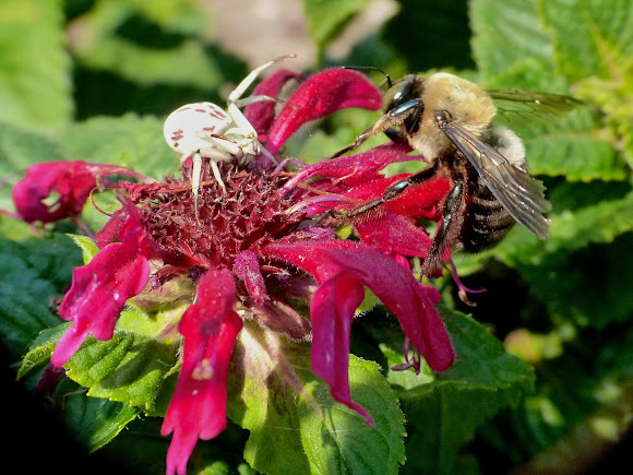 Spotting Image 1