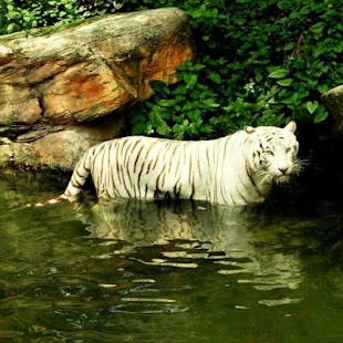 How to download White Tiger Water Touch 1.4.8 apk for bluestacks