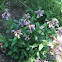 Beard-Tongue or Penstemon