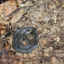 Northern Ringneck