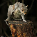 Eastern gray squirrel