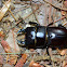 Stag Beetle