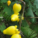 Fox Face/Nipplefruit/Mickey Mouse Plant