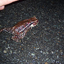 Japanese Common Toad