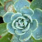 Echeveria