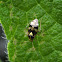 Spotted Nettlebug