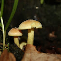 Sulphur tuft