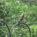 Unnamed spotting