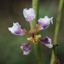 orchid