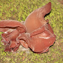 Wood Ear