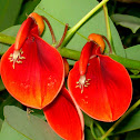 Cockspur Coral Tree