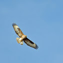 Common Buzzard