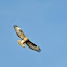 Common Buzzard