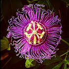 Purple Passion Flower