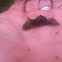 Morning Glory Prominent