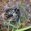 Wild Rabbit