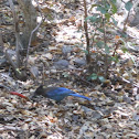 Steller's Jay