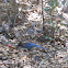 Steller's Jay