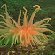 Crimson Anemone