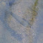 Mosquito fish