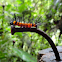 Orange caterpillar