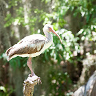 White Ibis