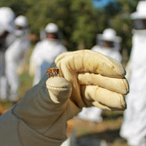 Saving the Bees - Texas chapter