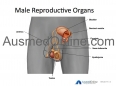 Endocrine System 2: Male Reproductive System
