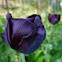 Black Tulip