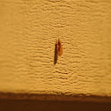 Brown Lacewing