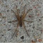 Rabid Wolf Spider