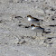 Red-capped Plovers
