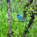 Indigo Bunting