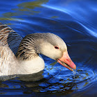 Greylag goose