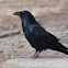 Common Raven