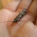 Caddisfly - Köcherfliege