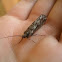 Caddisfly - Köcherfliege