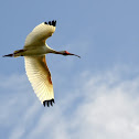 White Ibis