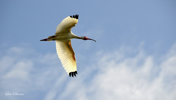 Spotting Image 1