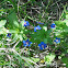 Blue Pimpernel