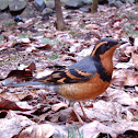 Varied Thrush