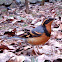 Varied Thrush