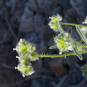 Cryptantha