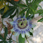 Blue Passion flower