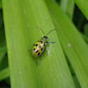 Spotted cucumber beetle