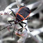 Red and black bordered plant bug.